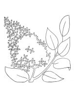 Liliac