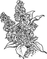 Liliac