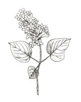 Liliac
