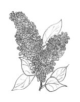 Liliac