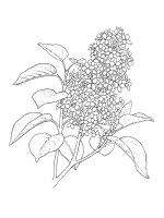 Liliac