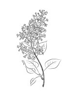 Liliac
