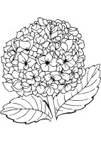 Liliac