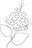 Liliac