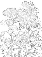 Liliac