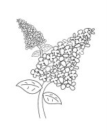 Liliac