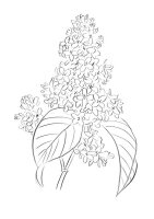 Liliac