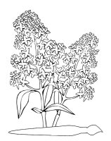 Liliac