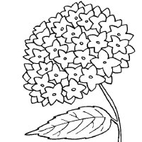 Liliac