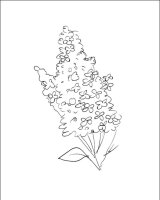 Liliac