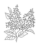 Liliac