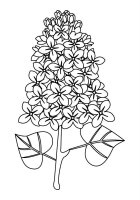 Liliac