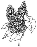 Liliac
