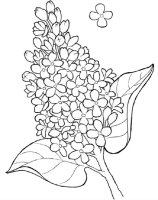 Liliac