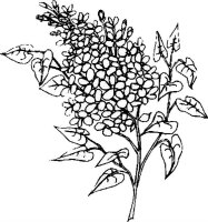 Liliac