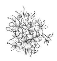 Liliac