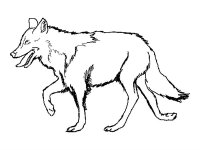 Lup