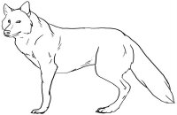 Lup
