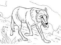 Lup