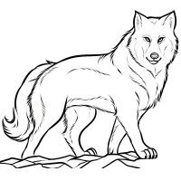 Lupi