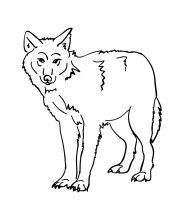 Lup