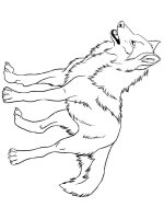 Lup