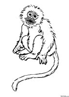 Maimuta