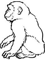 Maimuta