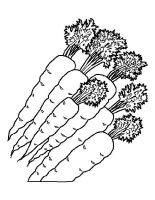 Morcov