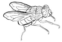 Musca