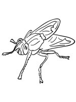 Musca
