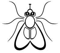 Musca