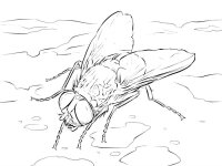 Musca