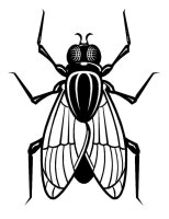 Musca