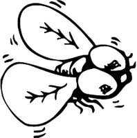 Musca