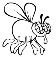 Musca