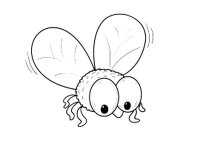 Musca