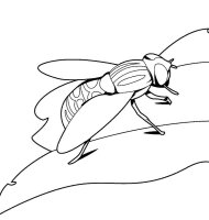 Musca
