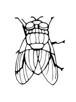 Musca