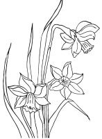 Narcise