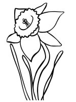 Narcise