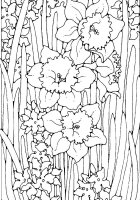 Narcise