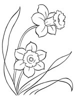 Narcise