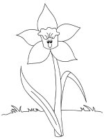 Narcise