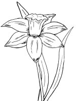 Narcise