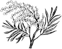 Ramura de copac