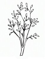Ramura de copac