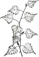 Ramura de copac