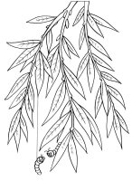 Ramura de copac