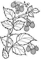 Ramura de copac